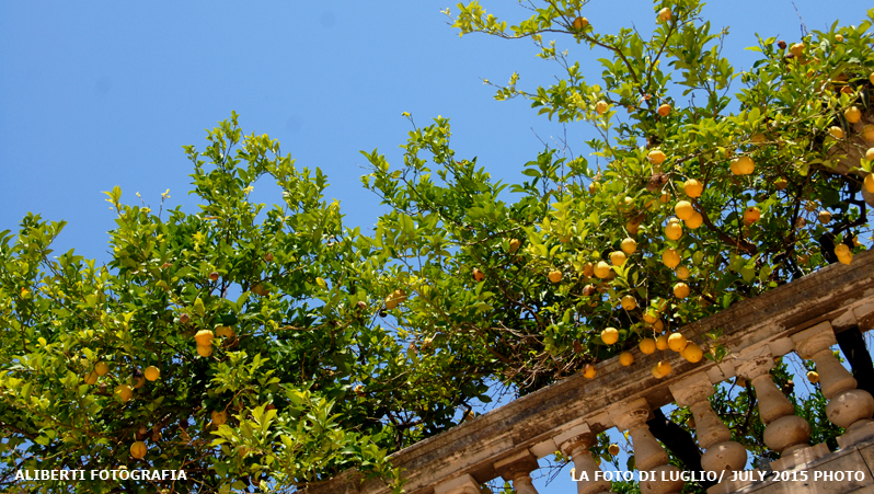 Limoni a SIRACUSA