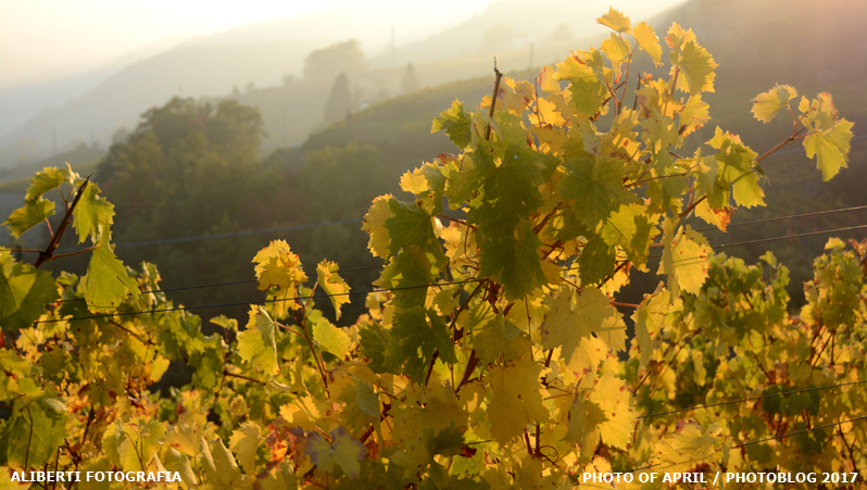 Piemonte / Langhe