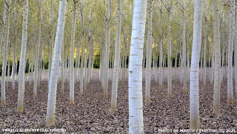 Emilia / Bosco di betulle