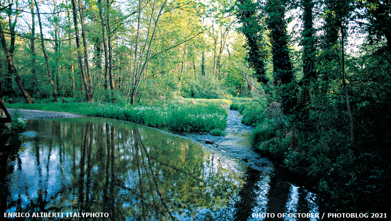 Umbria / acque tranquille nel bosco